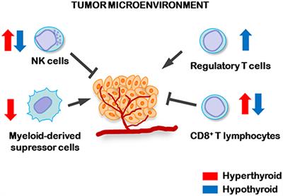 Non-genomic Actions of Thyroid Hormones Regulate the Growth and Angiogenesis of T Cell Lymphomas